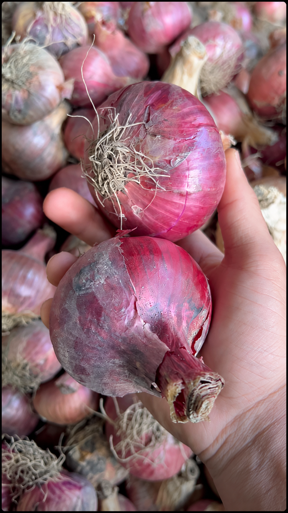 Cebolla y cáscara de cebolla para la próstata: qué se sabe y cómo prepararla Cebolla y cáscara de cebolla para la próstata: qué se sabe y cómo prepararla
