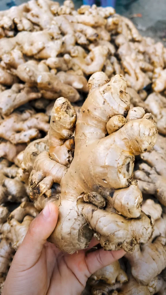 Raíz de jengibre fresco para infusiones y recetas